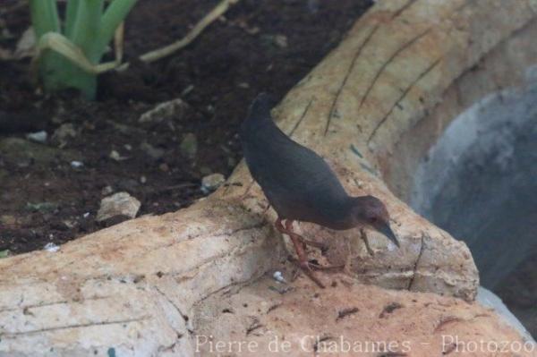 Ruddy-breasted crake