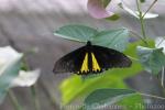 Common birdwing