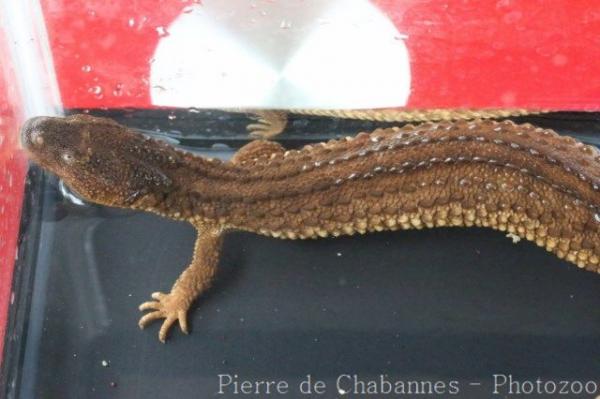 Borneo earless monitor