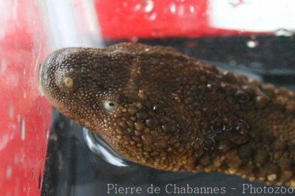 Borneo earless monitor