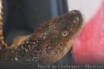 Borneo earless monitor