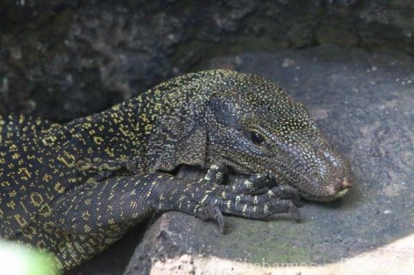Crocodile monitor