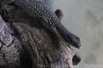 Timor monitor