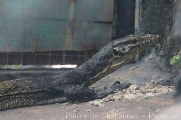 Tricolor monitor