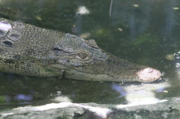 Philippine crocodile