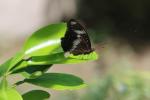 Great eggfly