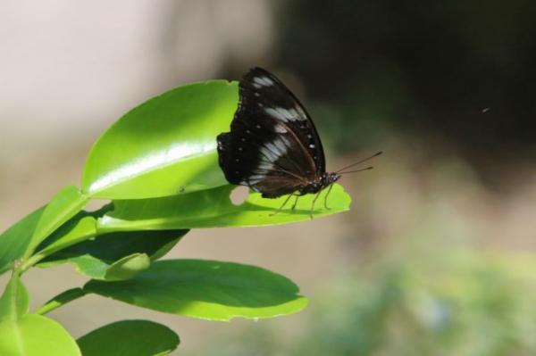 Great eggfly