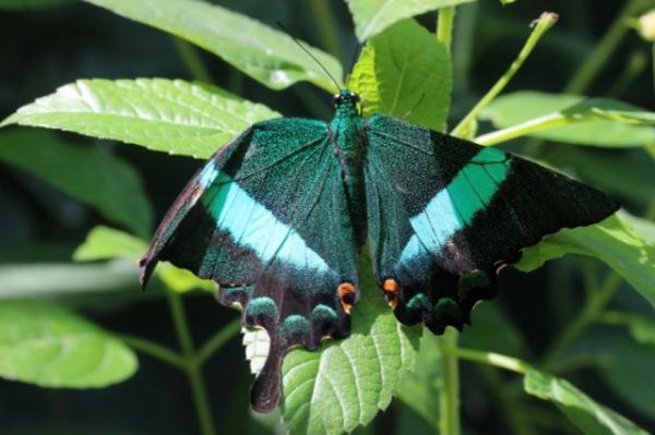 Emerald swallowtail