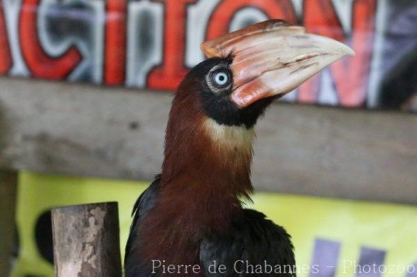 Southern rufous hornbill