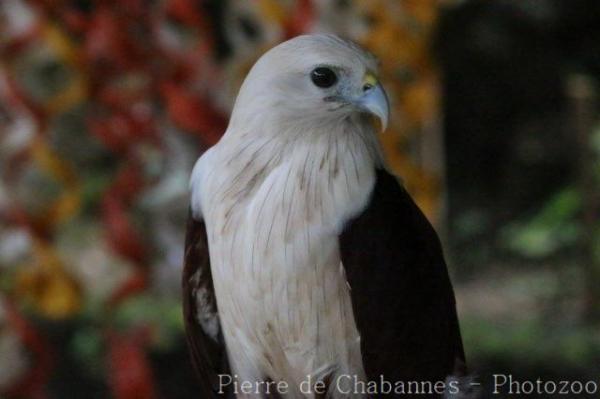 Brahminy kite