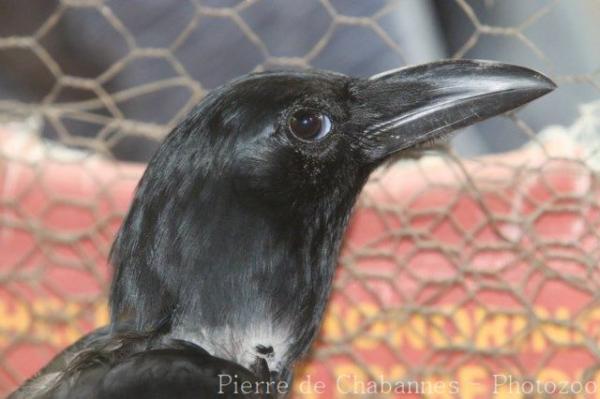 Philippine jungle crow