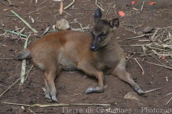 Philippine brown deer