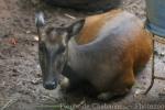 Mindanao brown deer