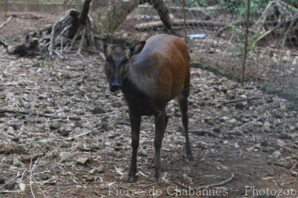 Mindanao brown deer