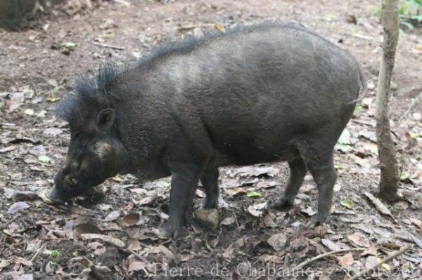 Visayan warty pig