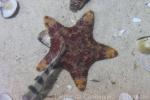 Cake sea star