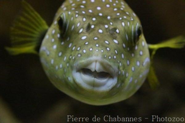 White-spotted puffer