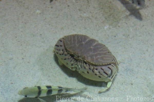 Red-streaked box crab