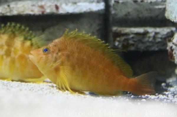 Yellow hawkfish