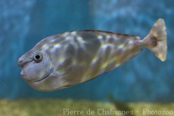 Spotted unicornfish