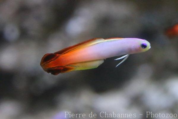 Fire goby