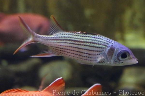 Sammara squirrelfish