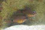 Ring-tailed cardinalfish