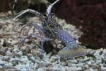 Stripe-leg spiny lobster