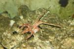 Banded whip lobster