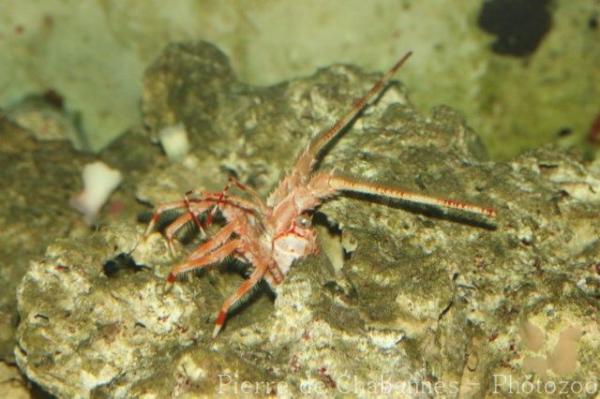 Banded whip lobster