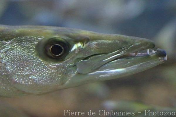 Great barracuda