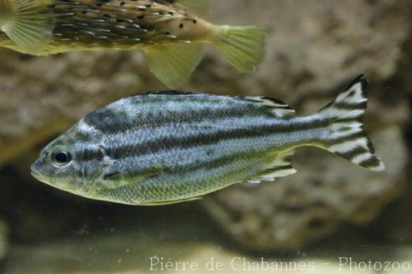 Largescaled terapon