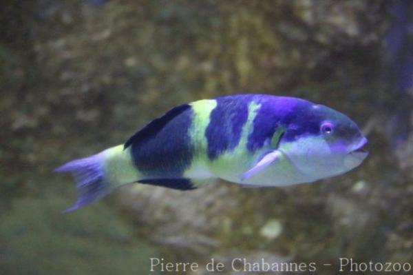 Blackbarred wrasse