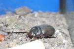 Thailand giant dung beetle