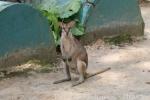 Agile wallaby