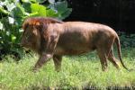 East-African (Nubian) lion