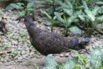 Malay peacock-pheasant