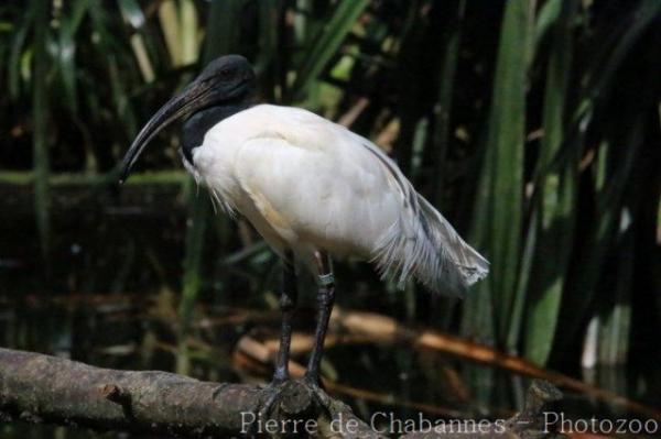 Black-headed ibis