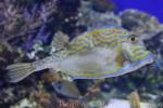 Scrawled cowfish