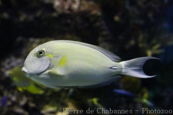 White-freckled surgeonfish