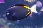 Whitecheek surgeonfish