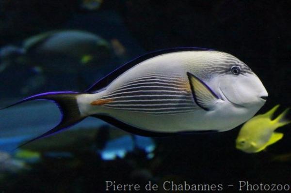 Sohal surgeonfish