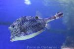 Honeycomb cowfish