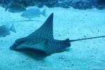 Ornate eagle ray