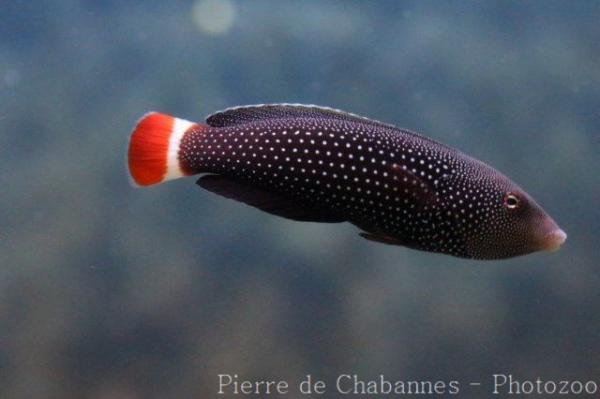 Redtail wrasse