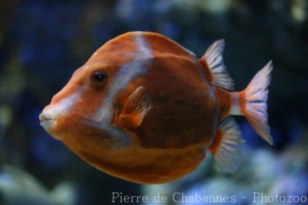 White-barred boxfish