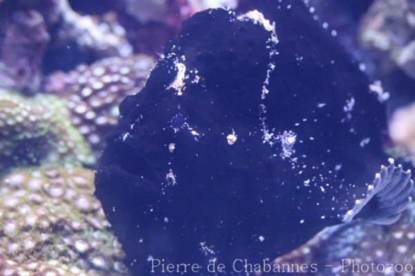Commerson's frogfish
