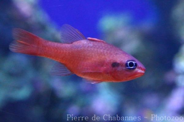 Twospot cardinalfish