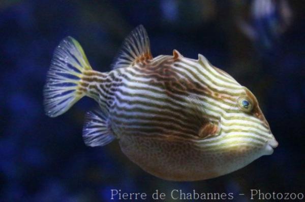 Striped cowfish