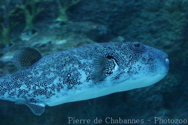 Blue-spotted puffer